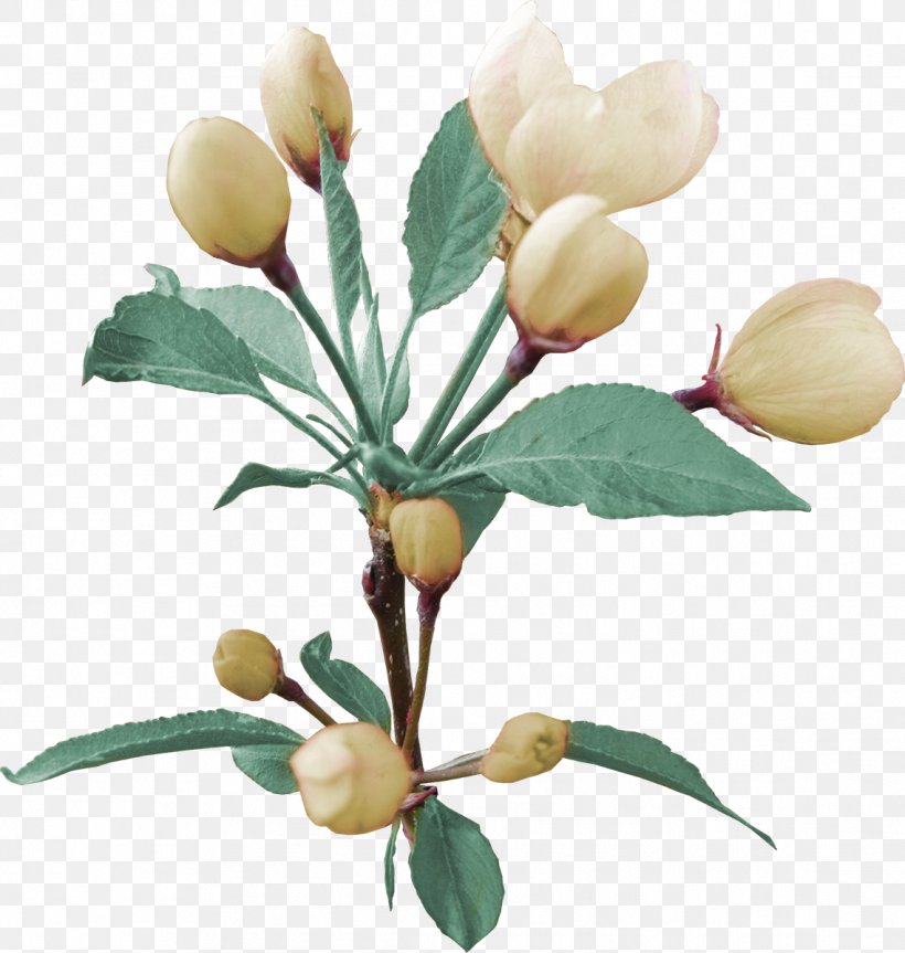 Clip Art Flower Image GIF, PNG, 1139x1200px, Flower, Blume, Botany, Branch, Bud Download Free