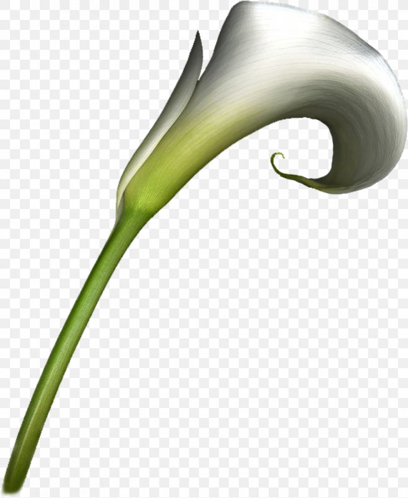 Flower Arum-lily Clip Art, PNG, 983x1200px, Flower, Arumlily, Flora, Grass, Leaf Download Free