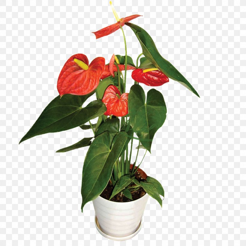 Flowerpot Image Ceramic Plants Penjing, PNG, 1024x1024px, Flowerpot, Ceramic, Cut Flowers, Flower, Flowering Plant Download Free