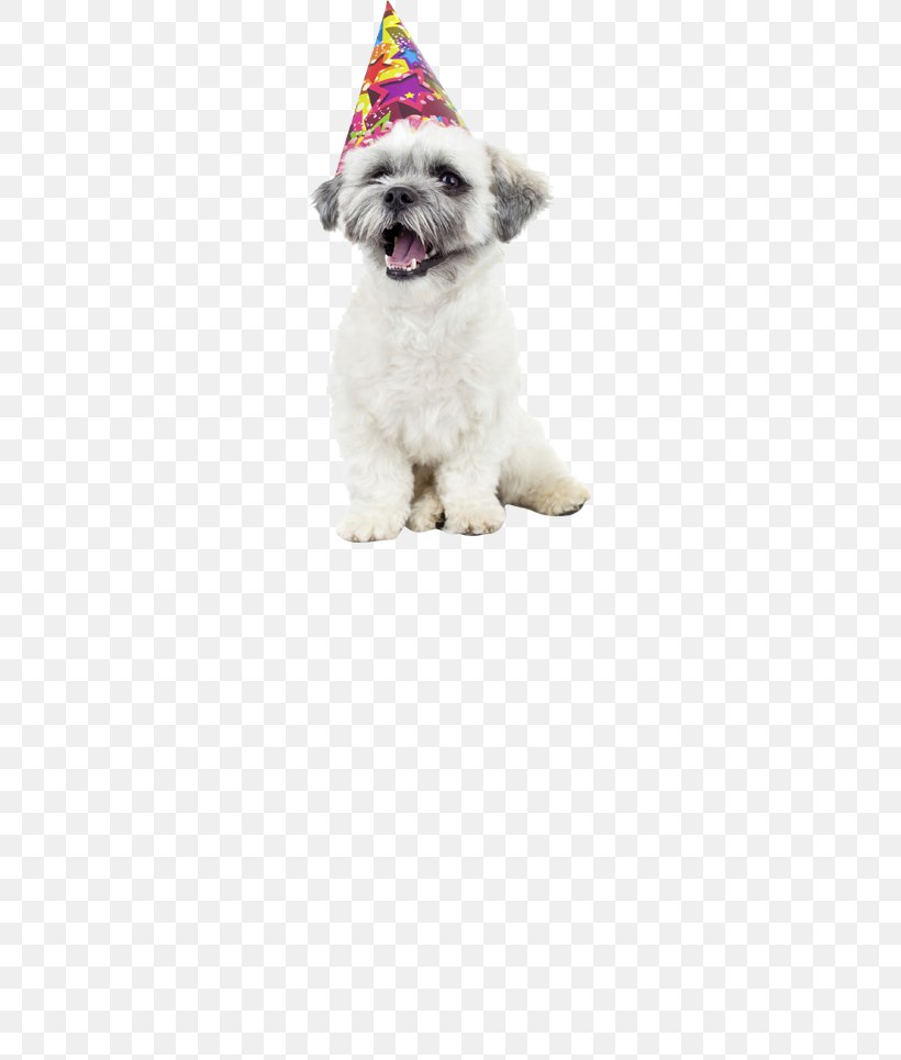 Havanese Dog Puppy Bichon Frise Shih Tzu Quick Quick Danger, PNG, 260x965px, Havanese Dog, Bichon, Bichon Frise, Birthday, Carnivoran Download Free
