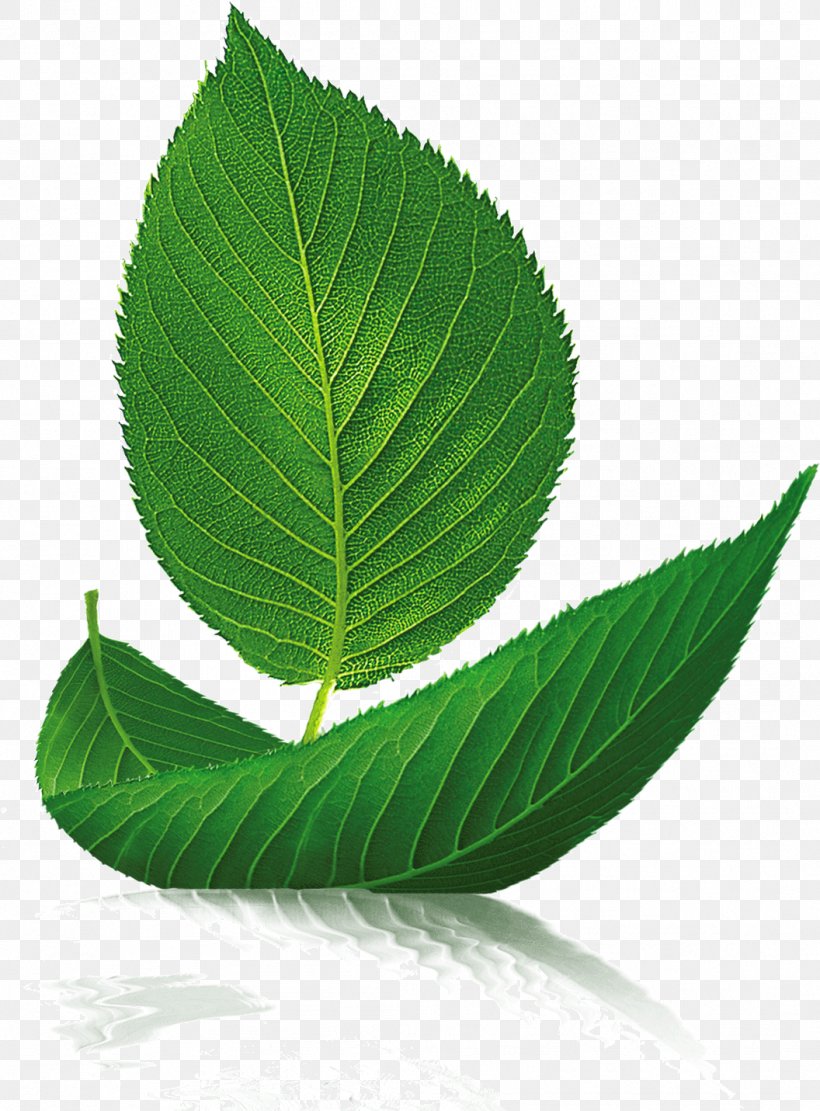 Leaf Boat Tree Euclidean Vector, PNG, 1056x1431px, Leaf, Bay Laurel, Boat, Branch, Chart Download Free