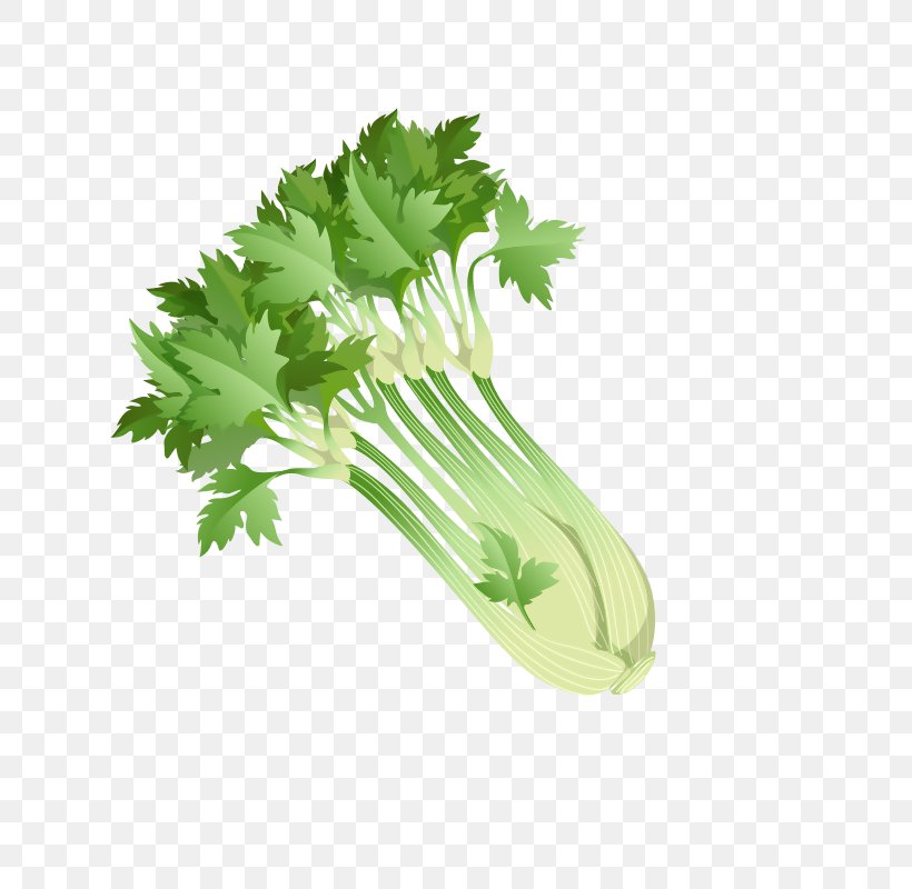 Parsley Celery Shchi Food Vegetable, PNG, 800x800px, Parsley, Bok Choi, Celery, Coriander, Dietary Fiber Download Free