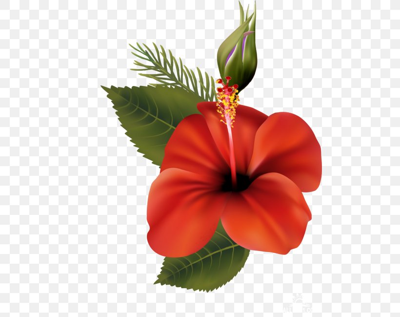 Shoeblackplant Mallows Flower Clip Art, PNG, 500x649px, Shoeblackplant, China Rose, Chinese Hibiscus, Common Hibiscus, Cut Flowers Download Free