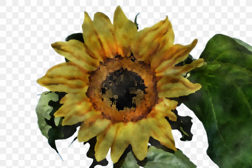 Sunflower, PNG, 2448x1632px, Flower, Leaf, Petal, Plant, Pollen Download Free
