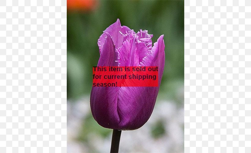 Tulip Petal Plant Stem, PNG, 500x500px, Tulip, Flower, Flowering Plant, Lily Family, Magenta Download Free