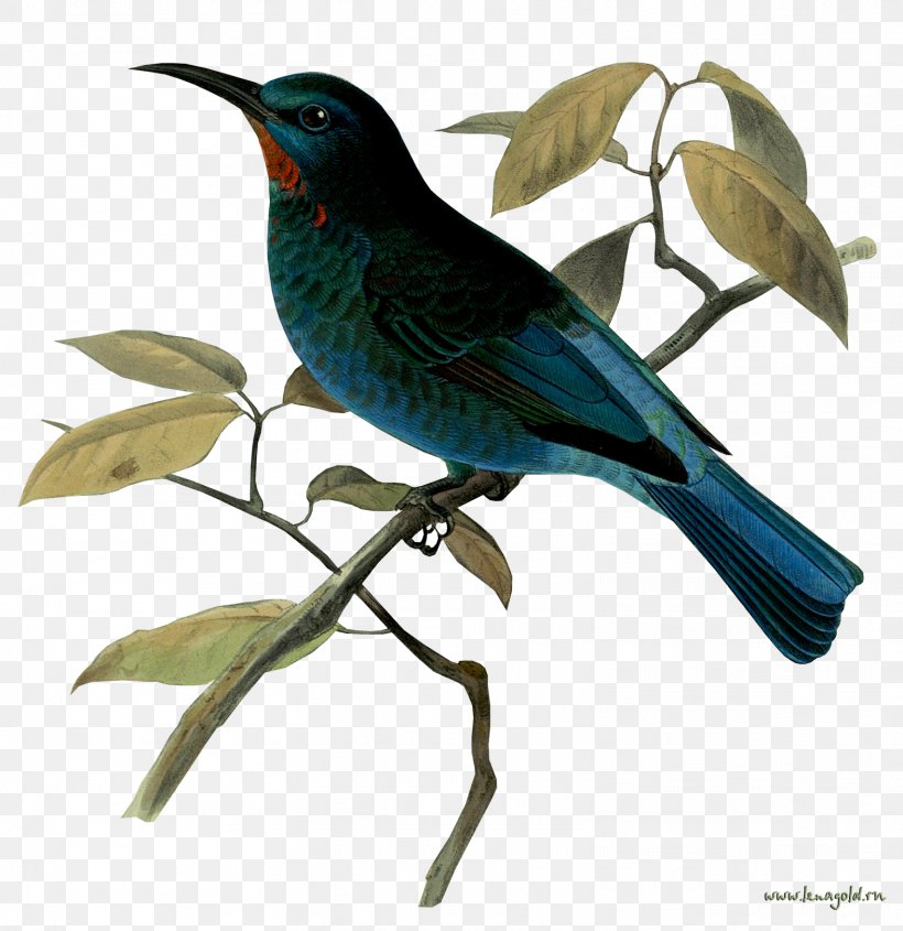Bird Presentation, PNG, 1573x1621px, Bird, Animal, Beak, Cuculiformes, Dia Download Free