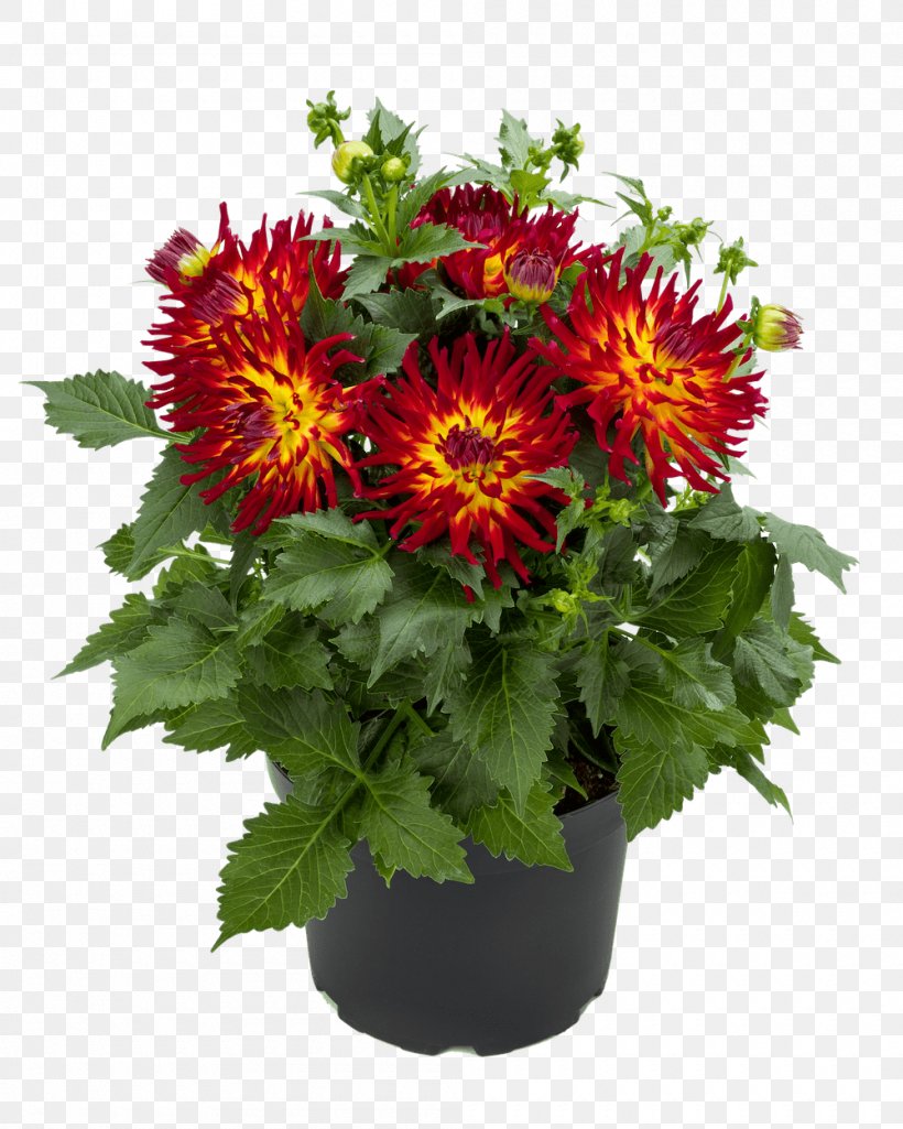 Chrysanthemum Dahlia Pinnata Tuber Flower Plant, PNG, 1000x1250px, Chrysanthemum, Annual Plant, Begonia, Begonia Boliviensis, Blanket Flowers Download Free