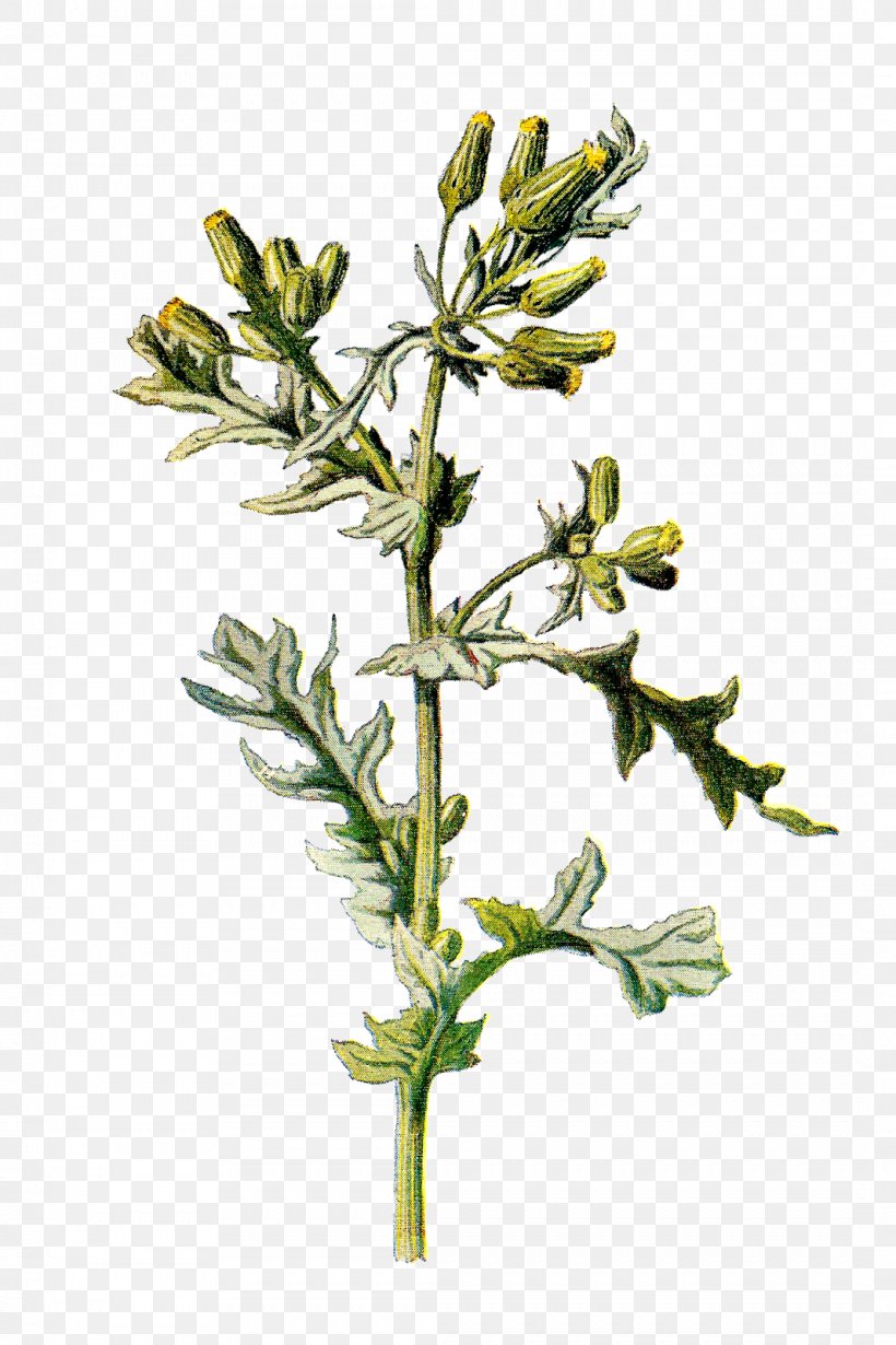 Plant Senecio Vulgaris Stinking Willie Galeopsis Tetrahit Flower, PNG, 1066x1600px, Plant, Alchemilla Mollis, Blossom, Branch, Flower Download Free