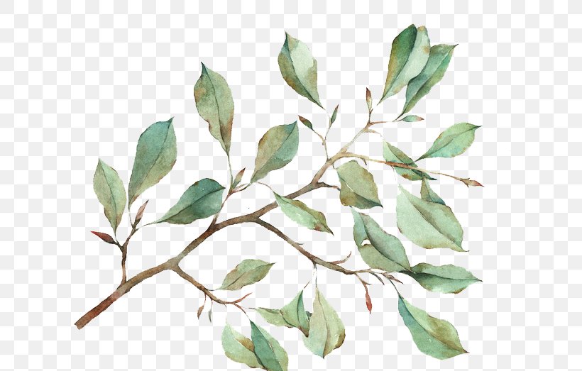 Watercolour Flowers Watercolor Painting Leaf, PNG, 658x523px, Watercolour Flowers, Branch, Cartoon, Drawing, Illustrator Download Free
