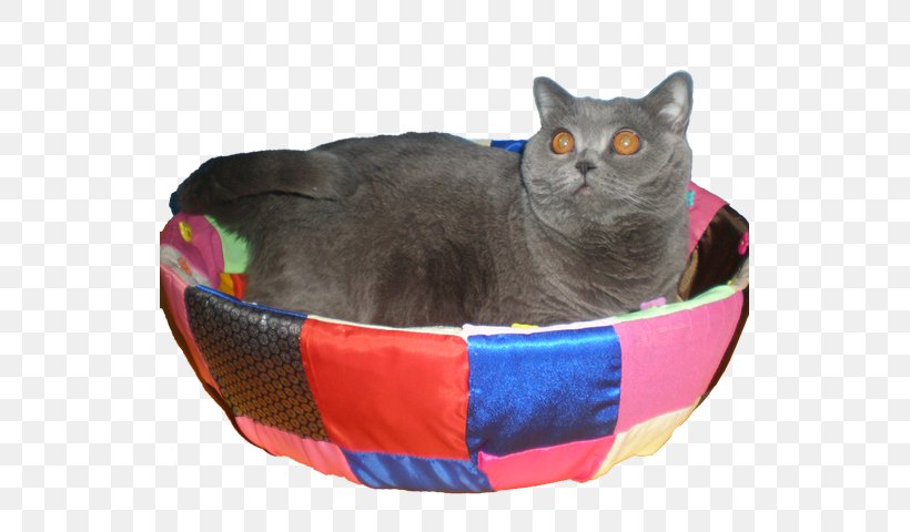 Chartreux British Shorthair Domestic Short-haired Cat British Longhair Whiskers, PNG, 531x480px, Chartreux, Breed, British Longhair, British Shorthair, Carnivoran Download Free