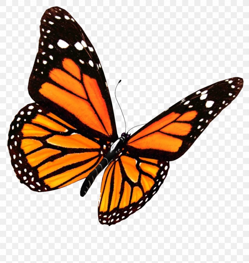 Butterfly Clip Art, PNG, 969x1024px, Butterfly, Alpha Compositing, Arthropod, Brush Footed Butterfly, Display Resolution Download Free