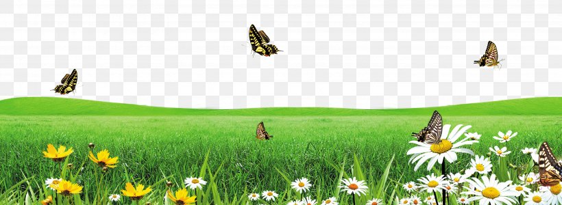 Butterfly Download Google Images, PNG, 3271x1197px, Butterfly, Advertising, Daisy, Designer, Ecosystem Download Free