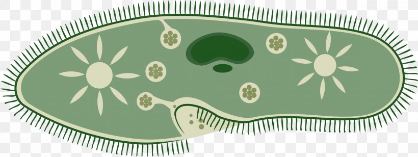 Microbiology Microorganism Clip Art, PNG, 2400x902px, Microbiology, Archaeans, Bacteria, Biology, Cell Download Free