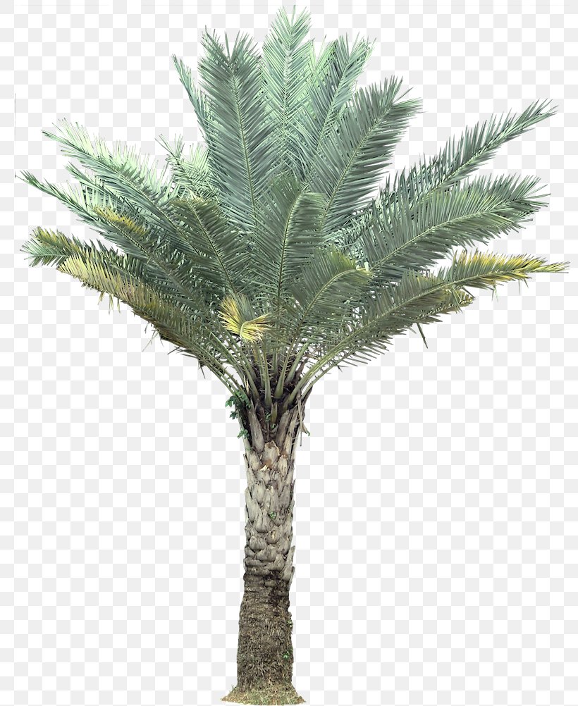 Silver Birch Arecaceae Tree Coconut, PNG, 800x1002px, Silver Birch, Areca Palm, Arecaceae, Arecales, Attalea Speciosa Download Free