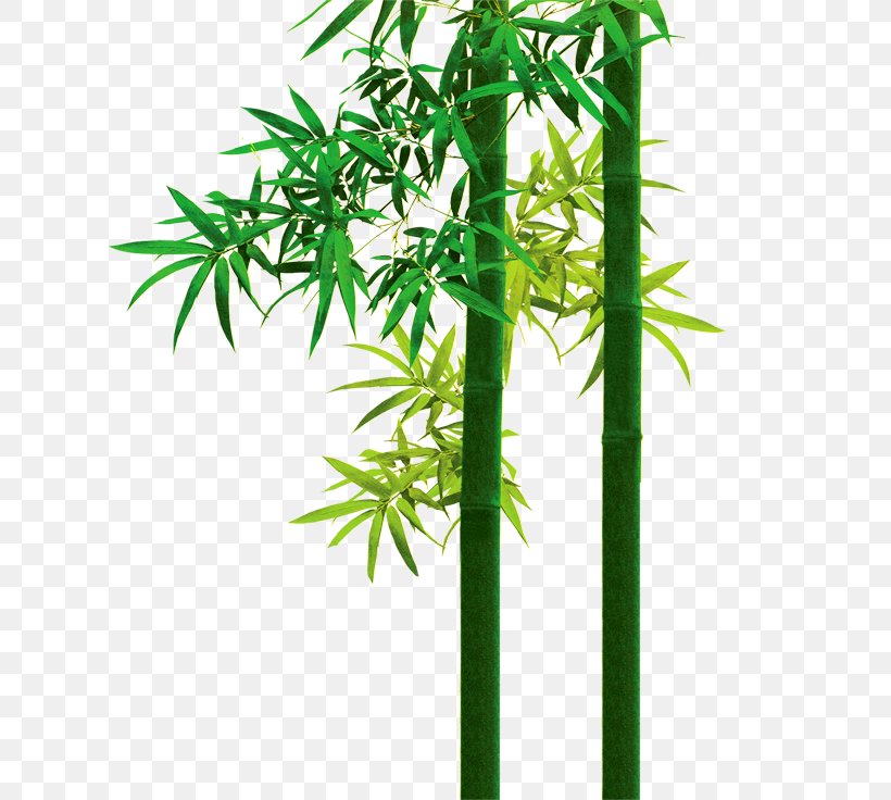 Bamboo Poster Clip Art, PNG, 662x736px, Bamboo, Advertising, Bambusa Oldhamii, Cannabis, Flowerpot Download Free