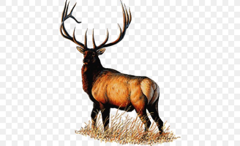 Benevolent And Protective Order Of Elks Auburn/ Webster Elks Lodge #2118 Elks Lodge 2514 Masonic Lodge, PNG, 416x499px, Elk, Antler, Deer, Fauna, Grand Lodge Download Free