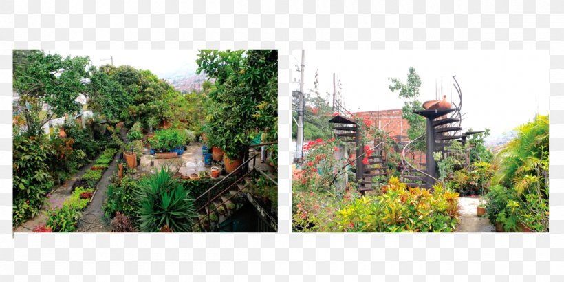 Botanical Garden Tree Rainforest Recreation, PNG, 1200x600px, Botanical Garden, Botany, Flora, Garden, Grass Download Free