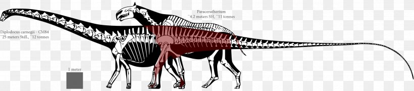 Diplodocus Tyrannosaurus Allosaurus Dinosaur Size Apatosaurus, PNG, 2500x550px, Diplodocus, Allosaurus, Apatosaurus, Barosaurus, Black And White Download Free