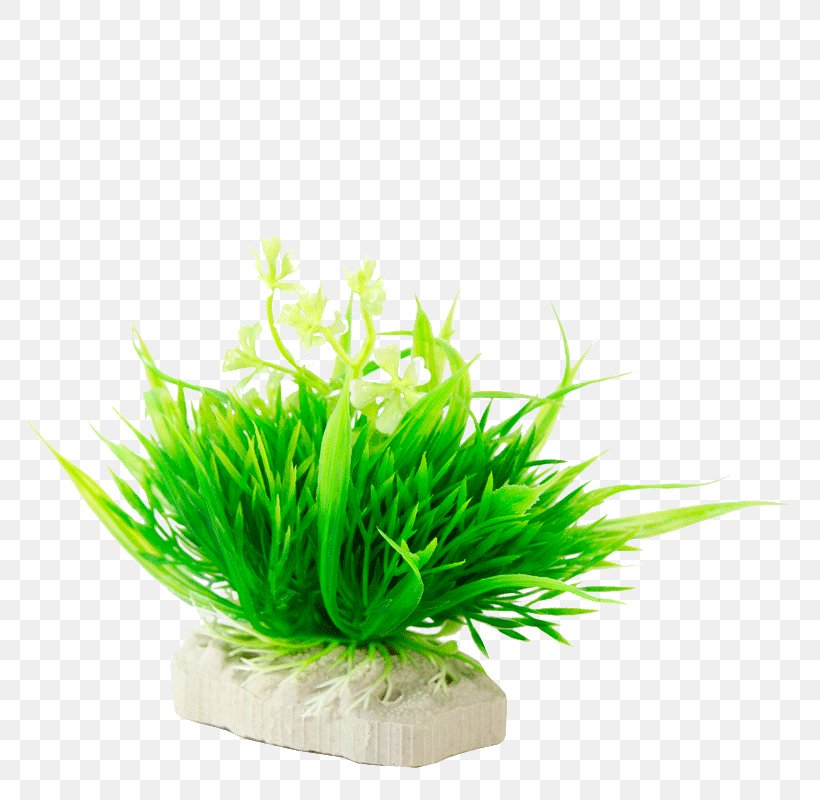 Grasses Aquatic Plants Aquarium Family, PNG, 800x800px, Grasses, Aquarium, Aquarium Decor, Aquatic Plant, Aquatic Plants Download Free