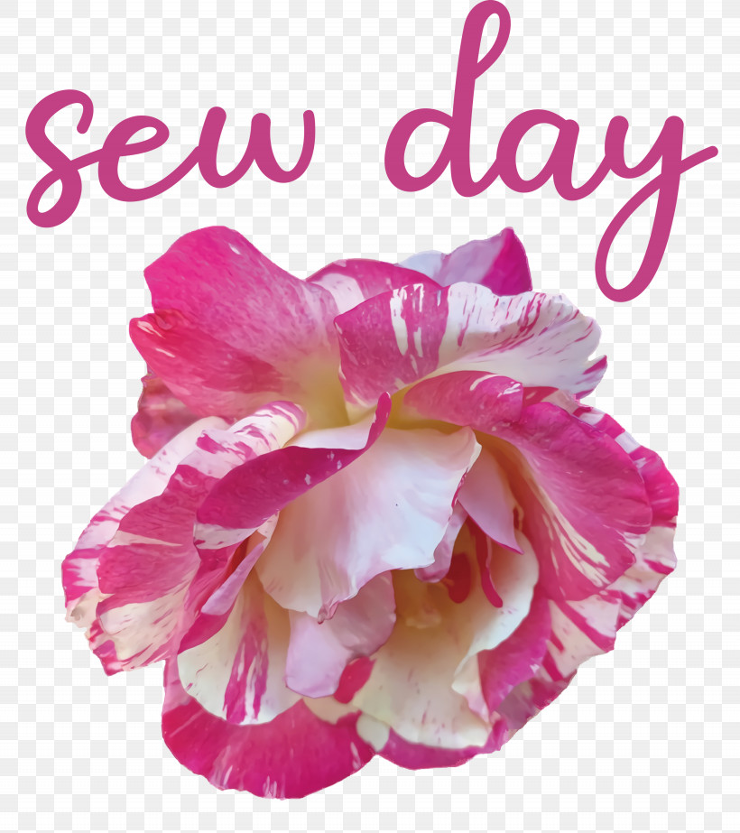 Sew Day, PNG, 2665x3000px, Rose, Biology, Cut Flowers, Floral Design, Flower Download Free