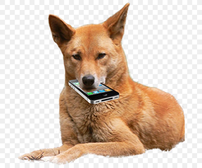 Dingoes Ate My Baby Dog Image Crying, PNG, 680x680px, Dingo, Ancient Dog Breeds, Canaan Dog, Canidae, Carnivore Download Free