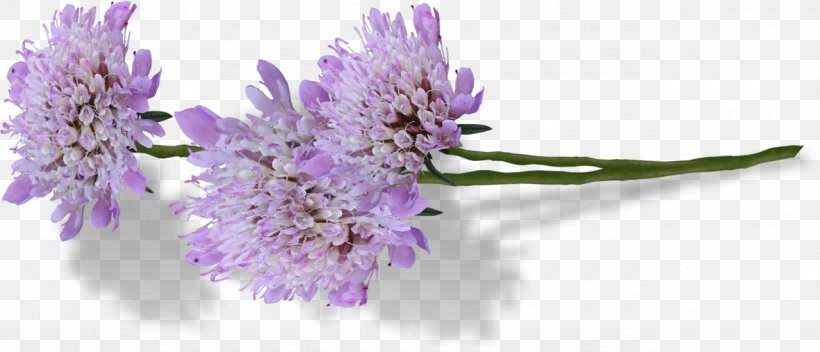 English Lavender Flower Drawing, PNG, 1280x551px, English Lavender, Cut Flowers, Drawing, Flower, Flowering Plant Download Free