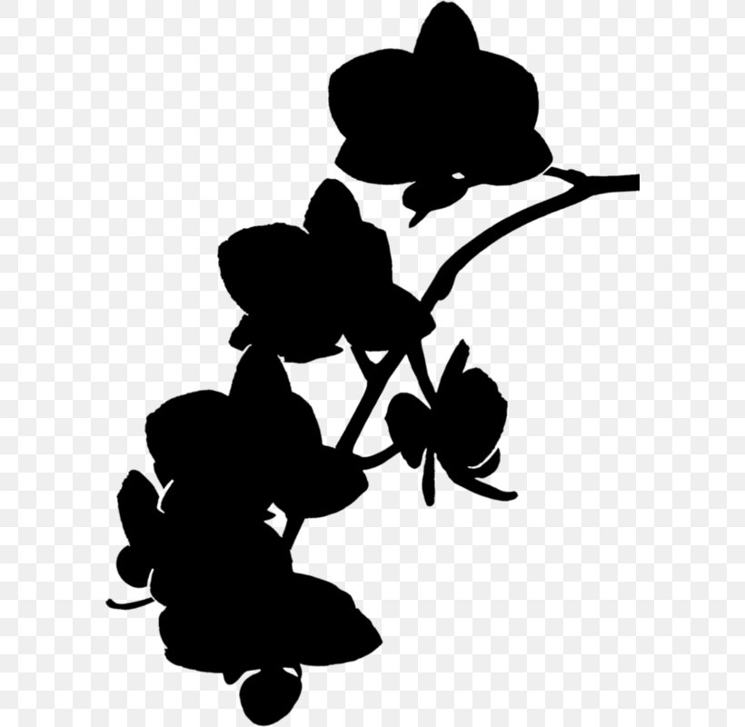 Orchids Flower Drawing Image Pink, PNG, 589x800px, Orchids, Blackandwhite, Botany, Branch, Color Download Free