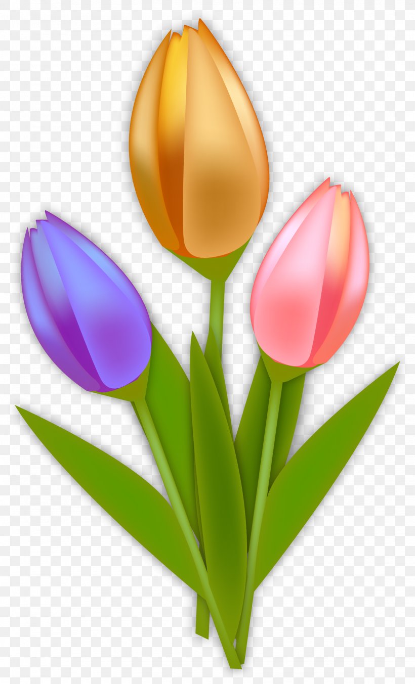 Tulip Netherlands Euclidean Vector, PNG, 1626x2683px, Tulip, Drawing, Euclidean Space, Flower, Flowering Plant Download Free