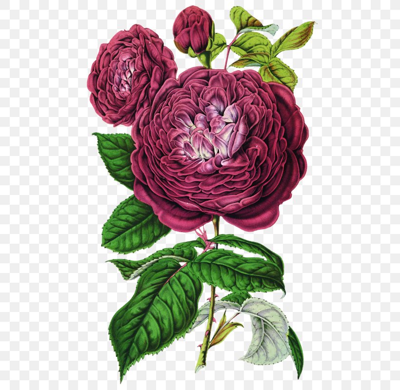 Botanical Illustration Botany Choix Des Plus Belles Fleurs Rose, PNG, 501x800px, Botanical Illustration, Annual Plant, Art, Botany, Choix Des Plus Belles Fleurs Download Free