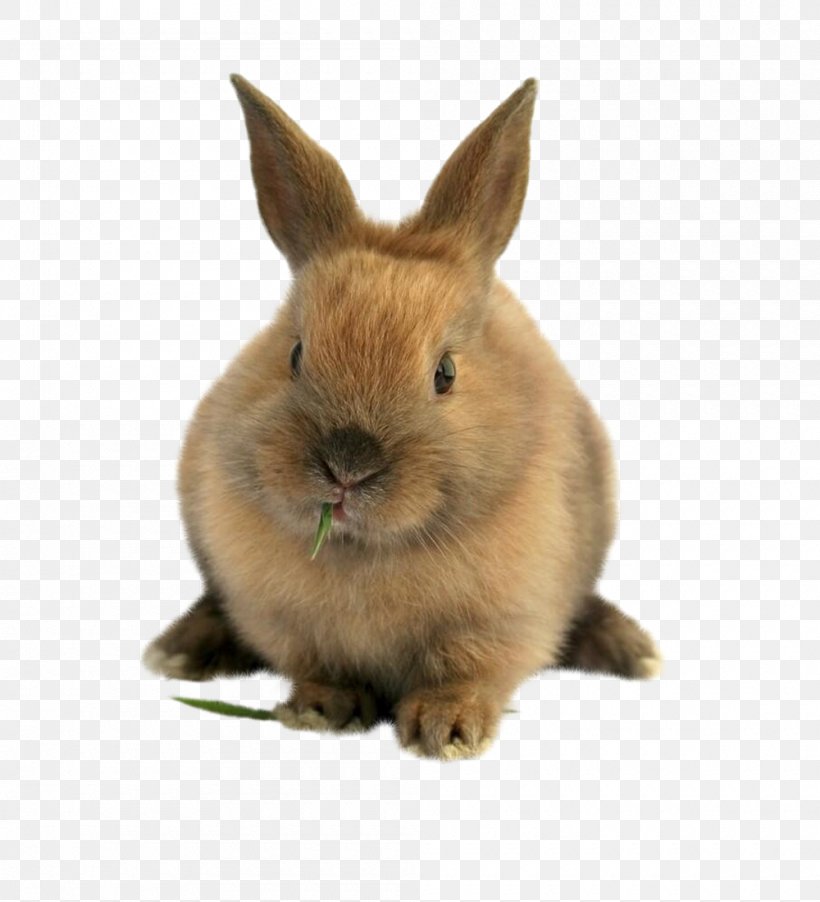 Domestic Rabbit Easter Bunny Lionhead Rabbit Pet Sitting Hare, PNG, 1000x1100px, Domestic Rabbit, Breed, Cat, Dog, Dwarf Rabbit Download Free