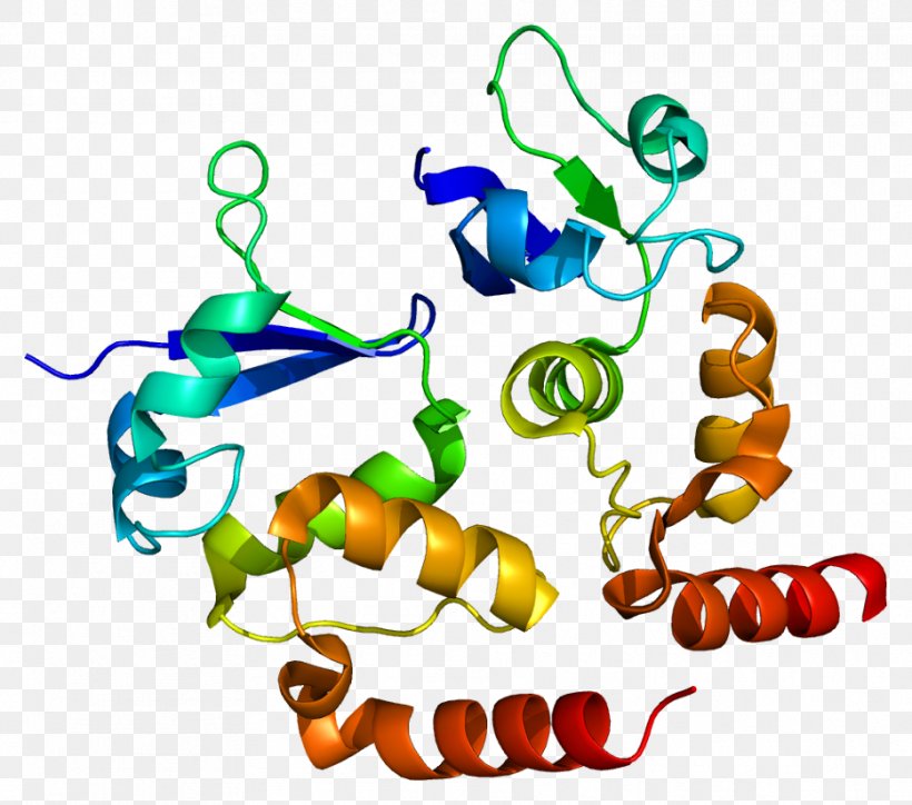 Human Genome Project KCND3 Voltage-gated Potassium Channel Cardiac Transient Outward Potassium Current Cardiac Action Potential, PNG, 934x825px, Watercolor, Cartoon, Flower, Frame, Heart Download Free