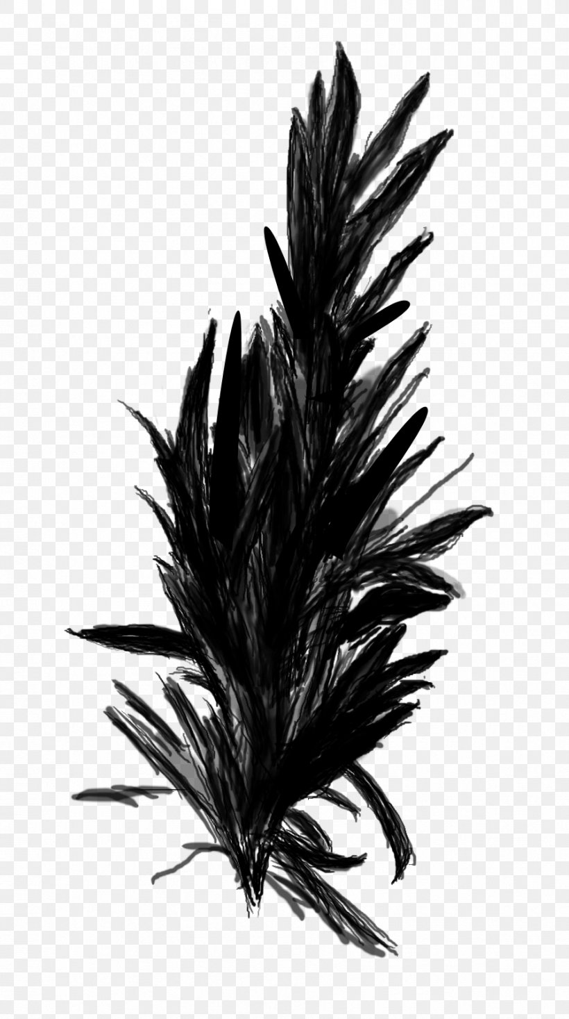 Palm Trees, PNG, 894x1600px, Palm Trees, Blackandwhite, Fashion Accessory, Feather, Flower Download Free