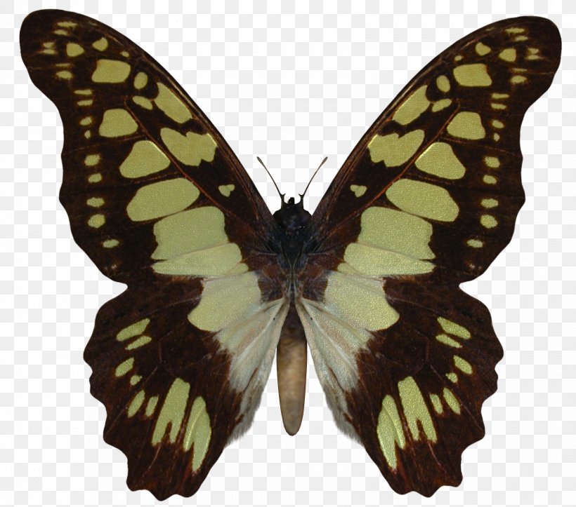 Swallowtail Butterfly AUREUS Butterflies & Insects Battus Polydamas, PNG, 1700x1500px, Butterfly, Arthropod, Aureus Butterflies Insects, Battus Polydamas, Birdwing Download Free