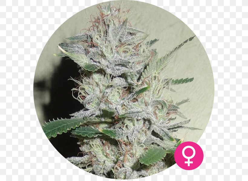 Cannabis Northern Lights White Widow Seed Cannabaceae, PNG, 600x600px, Cannabis, Autoflowering Cannabis, Cannabaceae, Croissance Biologique, Hemp Download Free
