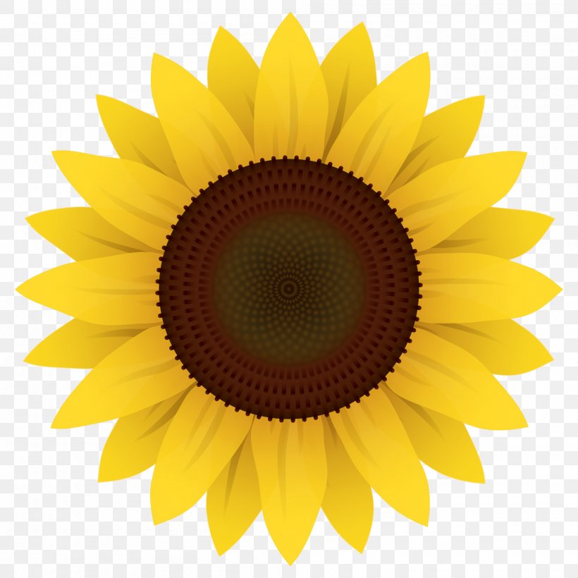 Common Sunflower Clip Art, PNG, 2000x2000px, Common Sunflower, Asterales, Close Up, Daisy Family, Flower Download Free