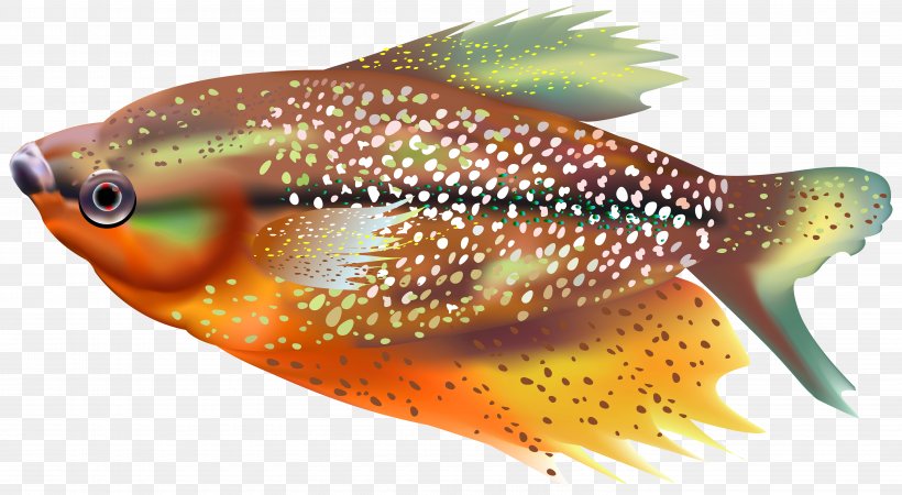 Fish Clip Art, PNG, 6000x3298px, Koi, Animal, Bony Fish, Bony Fishes, Coral Reef Fish Download Free