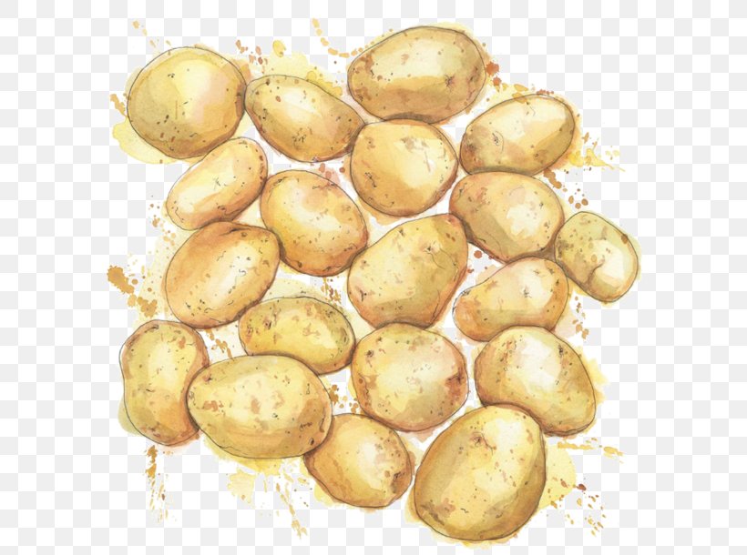 Russet Burbank Potato Illustration Vegetable Watercolor Painting Drawing, PNG, 600x610px, Russet Burbank Potato, Botanical Illustration, Botanical Prints, Drawing, Food Download Free
