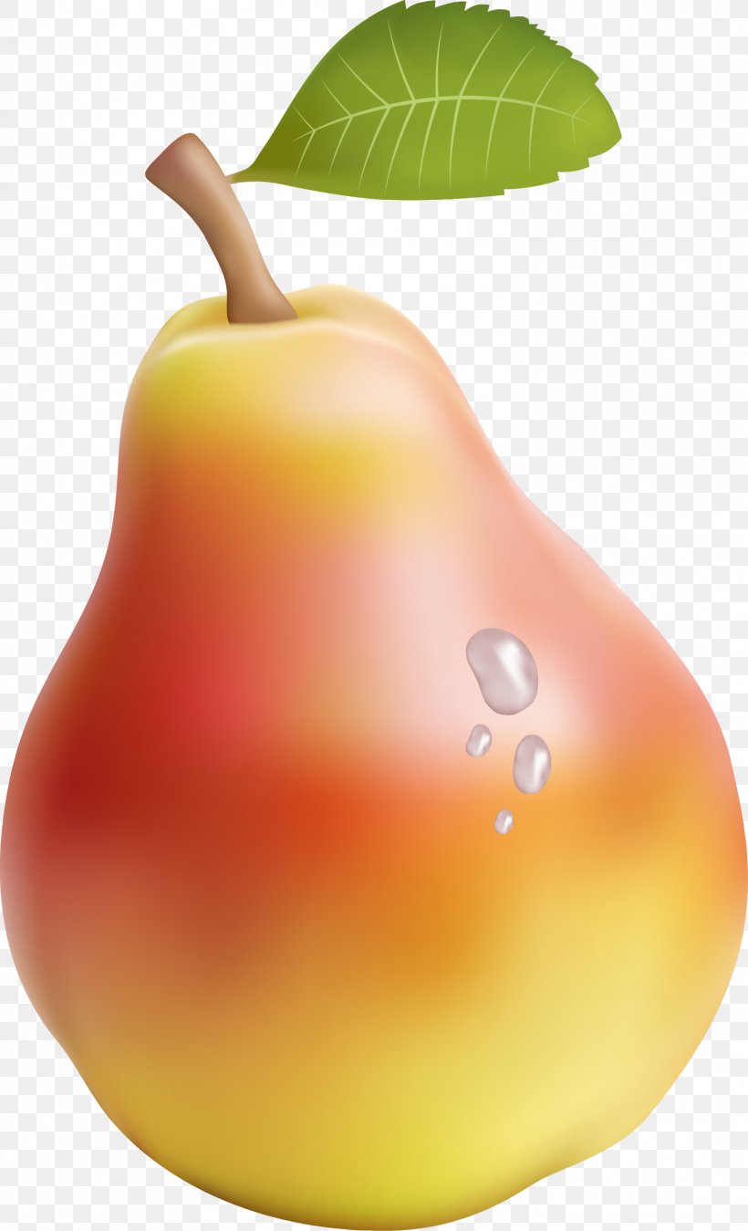 Asian Pear Adobe Illustrator, PNG, 1501x2471px, Asian Pear, Apple, Diet Food, Food, Fruit Download Free