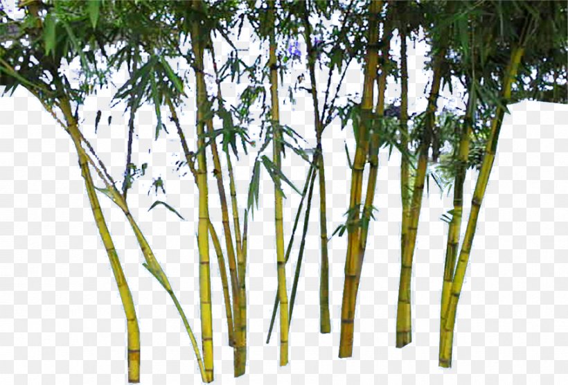 Bamboo Download Google Images, PNG, 904x613px, Bamboo, Branch, Chemical Element, Co Cou90fdu53ef, Designer Download Free