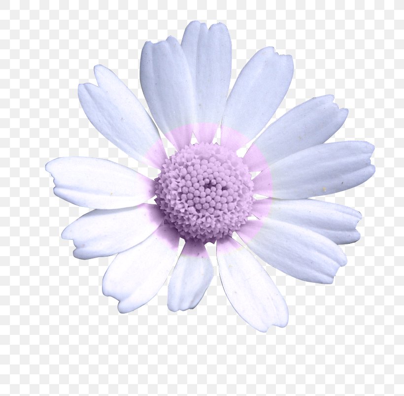 Daisy Family Common Daisy Oxeye Daisy Chrysanthemum Transvaal Daisy, PNG, 770x804px, Daisy Family, Aster, Chrysanthemum, Chrysanths, Common Daisy Download Free