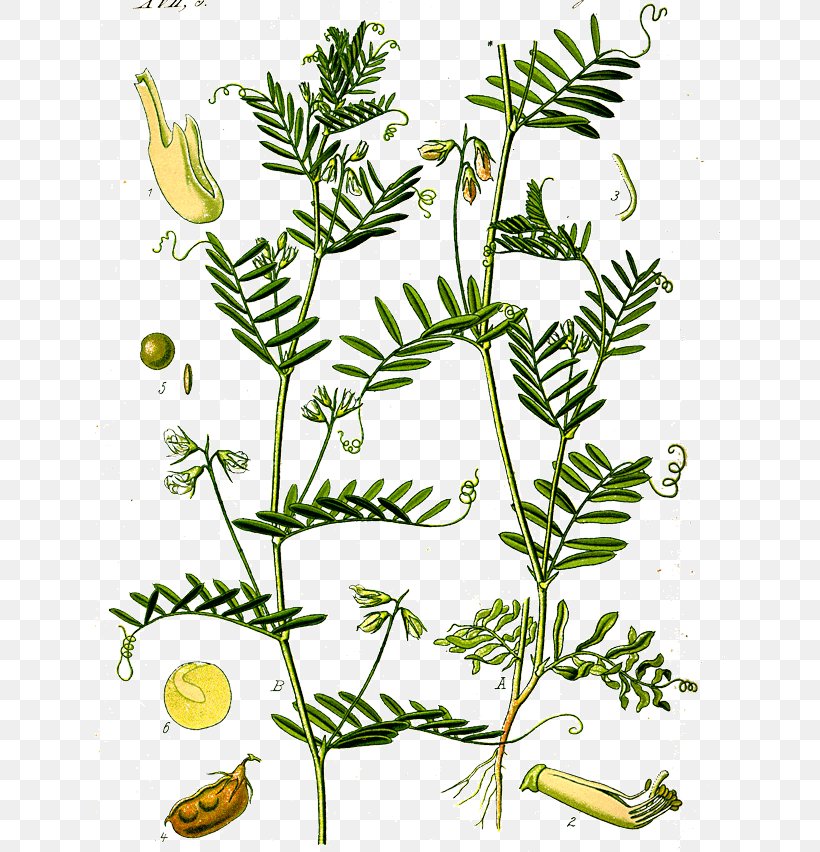 Lentil Dal Legume Plant Botany, PNG, 630x852px, Lentil, Annual Plant, Bean, Botany, Branch Download Free