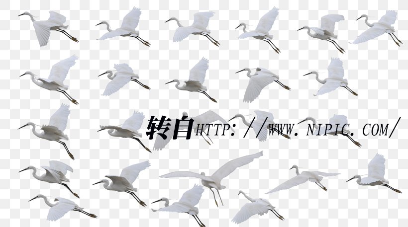 Red-crowned Crane Bird Migration Siberian Crane, PNG, 800x457px, Crane, Animal Migration, Beak, Bird, Bird Flight Download Free