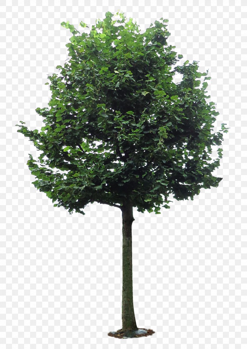 Branch Camphor Tree, PNG, 1024x1445px, Branch, Camphor, Camphor Tree, Cinnamomum, Coconut Download Free
