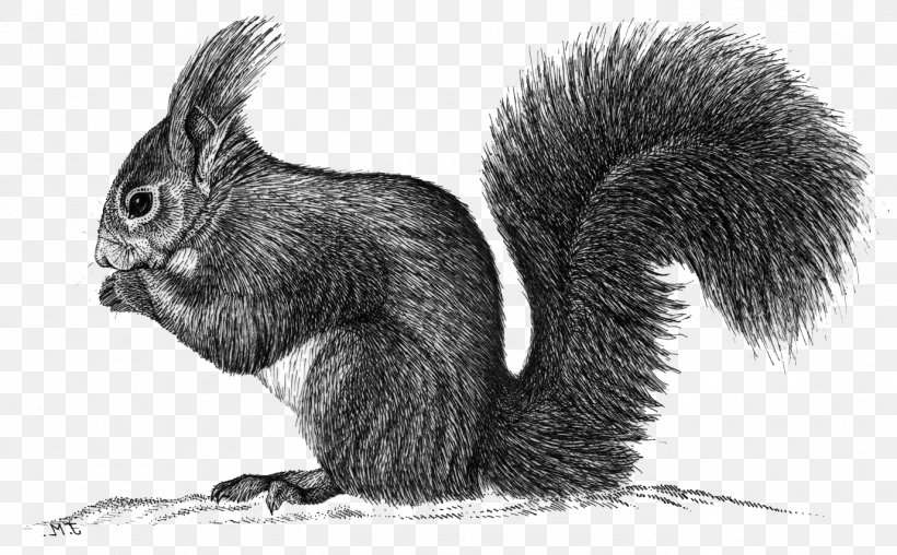 Fox Squirrel Domestic Rabbit Hare Whiskers, PNG, 1378x855px, Fox Squirrel, Animal, Black And White, Domestic Rabbit, Drawing Download Free