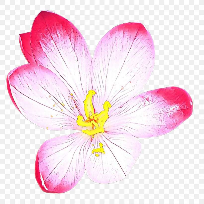Petal Flower Pink Plant Wildflower, PNG, 1900x1900px, Petal, Crocus, Flower, Herbaceous Plant, Magenta Download Free