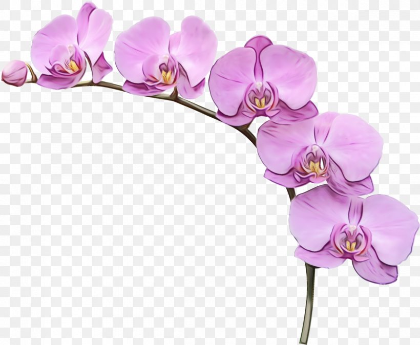 Sweet Pea Flower, PNG, 1200x987px, Orchids, Artificial Flower, Branch, Cattleya, Cut Flowers Download Free