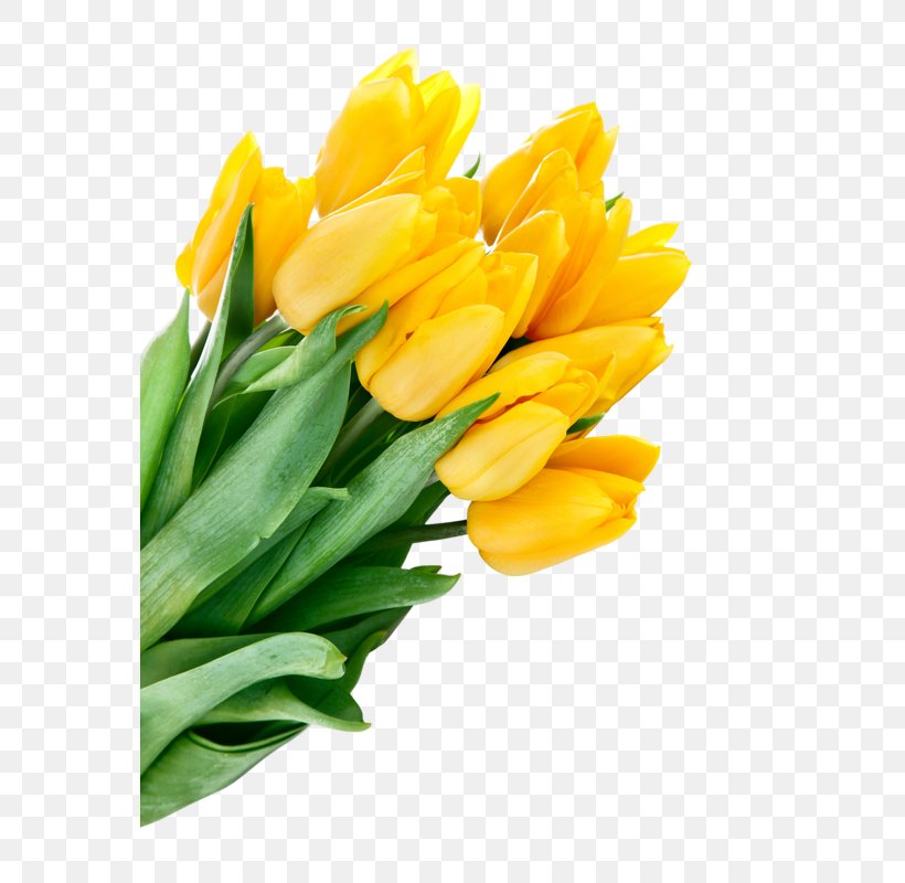 Tulip Flower Bouquet Yellow Desktop Wallpaper, PNG, 565x800px, Tulip, Cut Flowers, Floral Design, Floristry, Flower Download Free