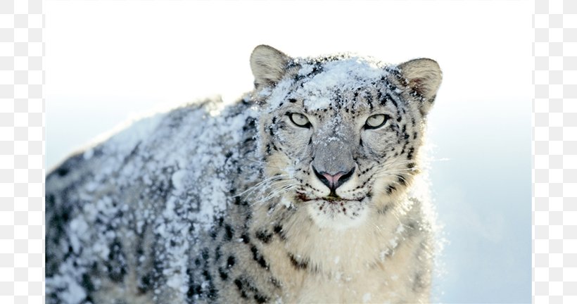 Mac snow leopard download torrent