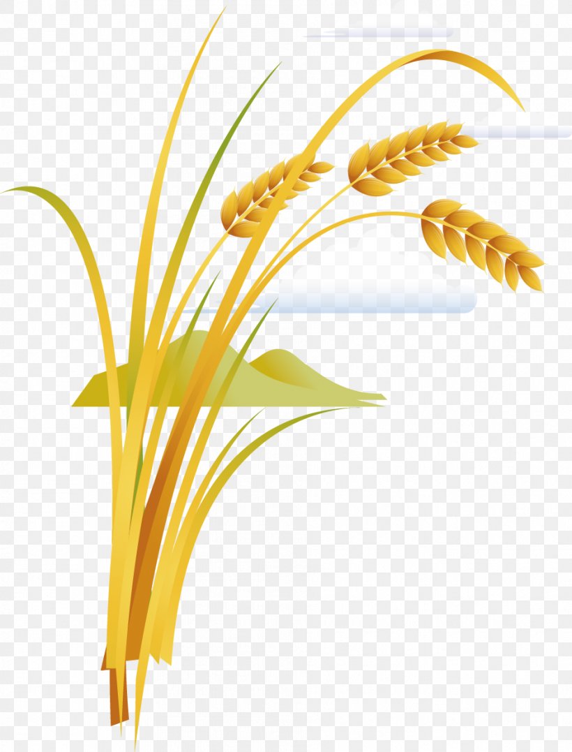 Rice Grauds, PNG, 941x1237px, Rice, Cartoon, Commodity, Cooked Rice, Cut Flowers Download Free