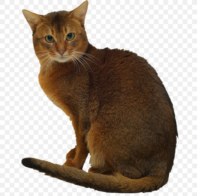 Abyssinian Cat LaPerm Ocicat Snowshoe Cat Kitten, PNG, 670x815px, Abyssinian Cat, Abyssinian, Aegean Cat, American Shorthair, Asian Download Free